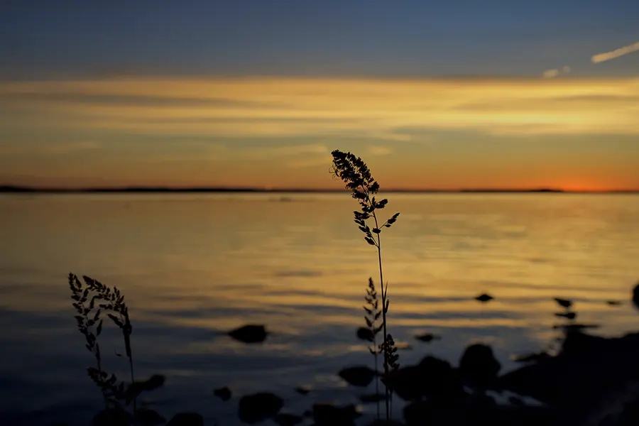 Silhouette of plants on the lake shore.