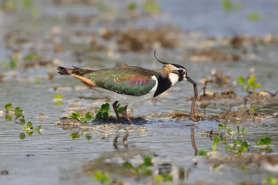 Lapwing Bird picking a worm from the wetland shore of Lough Ree.