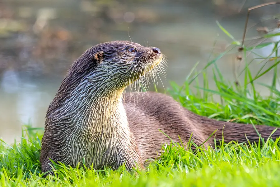 Otter lying in long grass on the banks of Lough Ree, looking to the right.